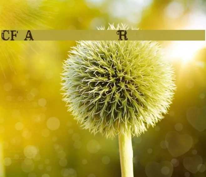 CF America Regular Example 1