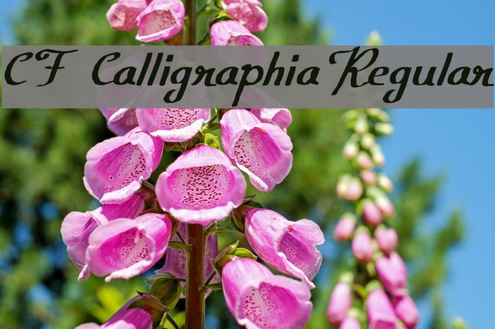 CF Calligraphia Regular Font examples