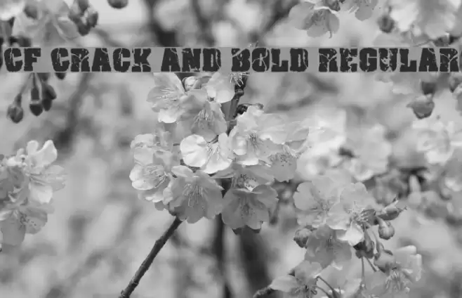 CF Crack and Bold Regular Font examples