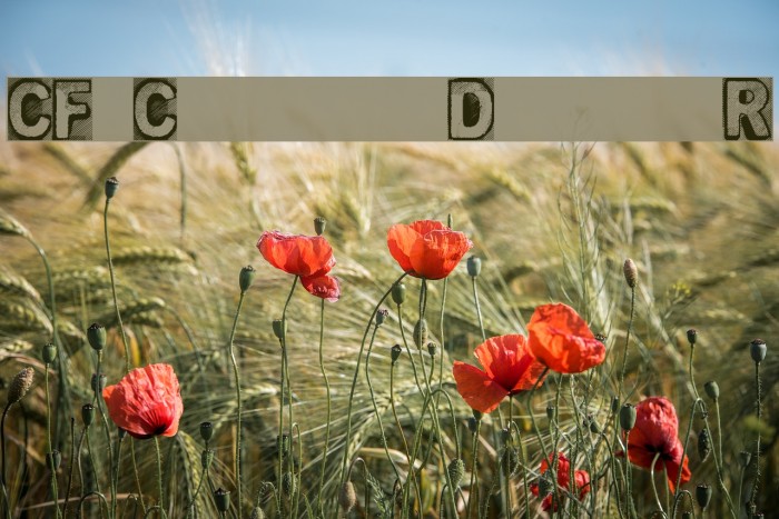 CF Creature of Darkness Regular Example 3