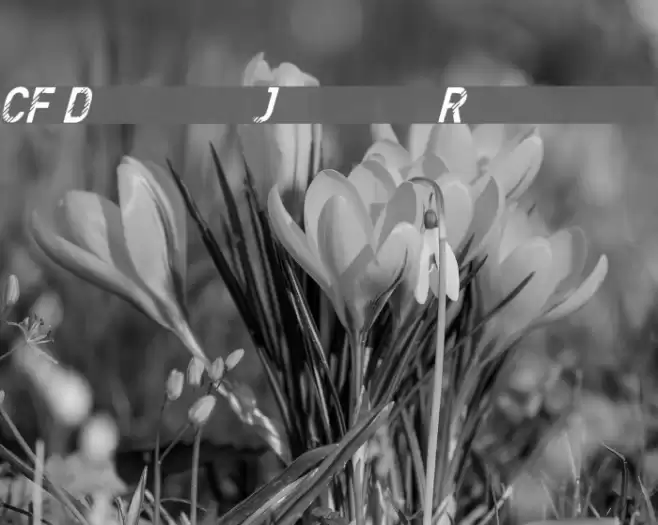 CF Denim Jeans Regular Font examples