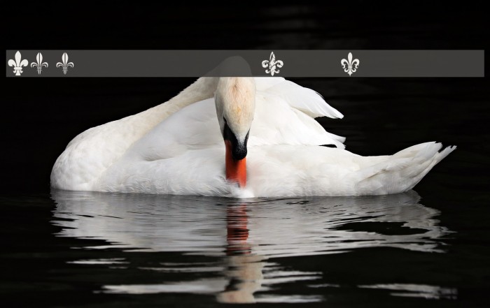 CF Fleurs de Lys Regular Example 1