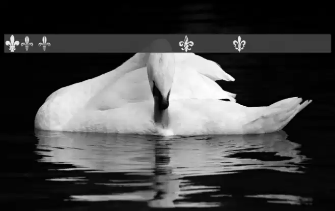 CF Fleurs de Lys Regular Font examples