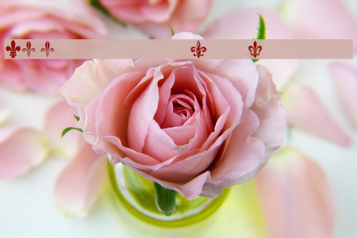 CF Fleurs de Lys Regular Example 3