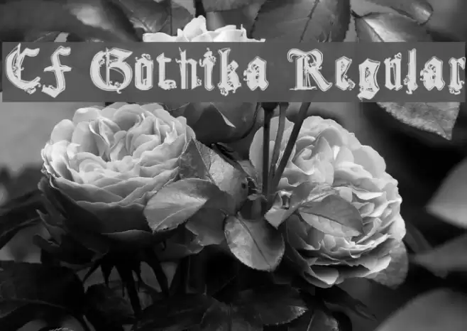 CF Gothika Regular Font examples
