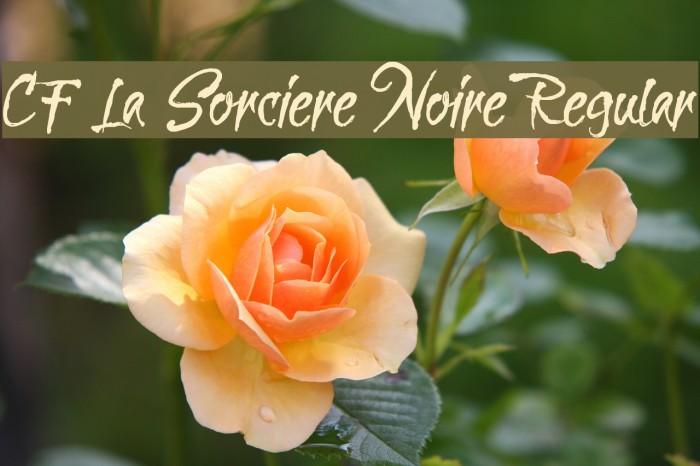 CF La Sorciere Noire Regular لخطوط تنزيل examples