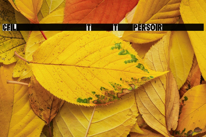 CF Letterpress Type Two PERSO Regular Example 1