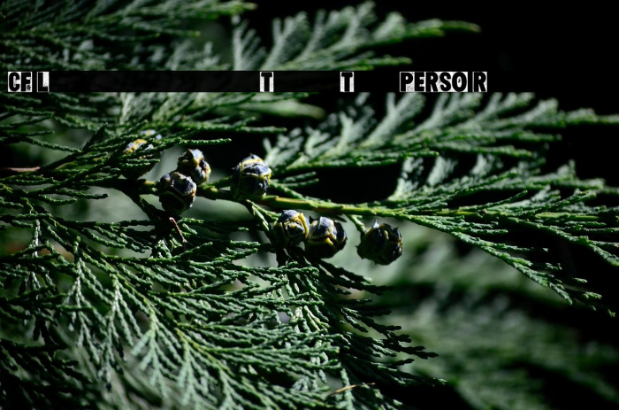 CF Letterpress Type Two PERSO Regular Example 3