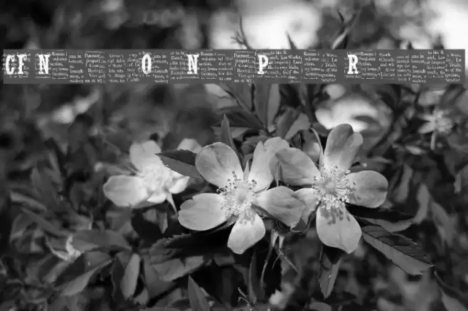 CF NelsonOldNewsPaper Regular Font examples