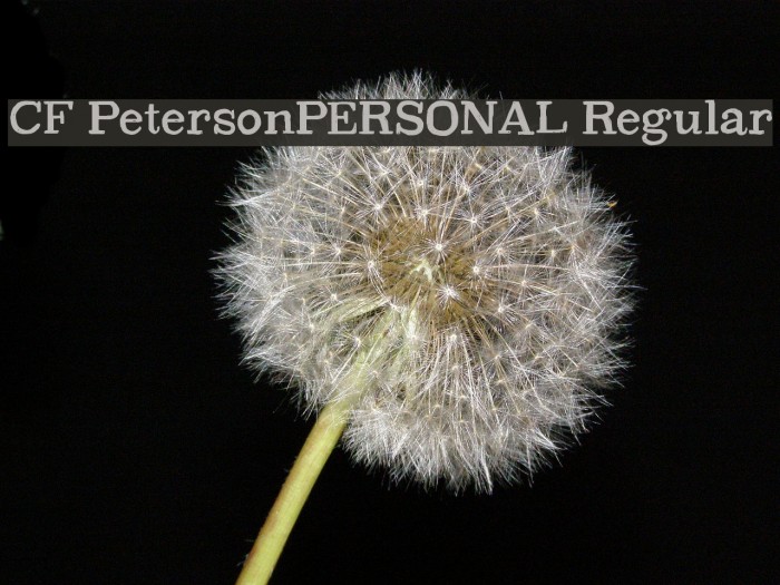 CF PetersonPERSONAL Regular Font examples