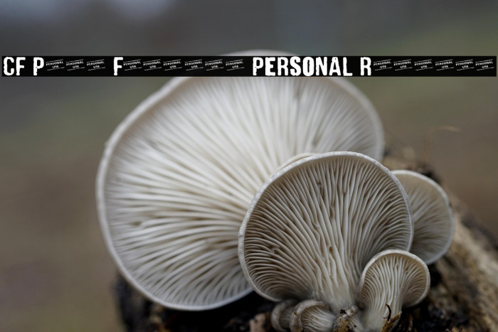 CF Punk Fashion PERSONAL Regular Example 1