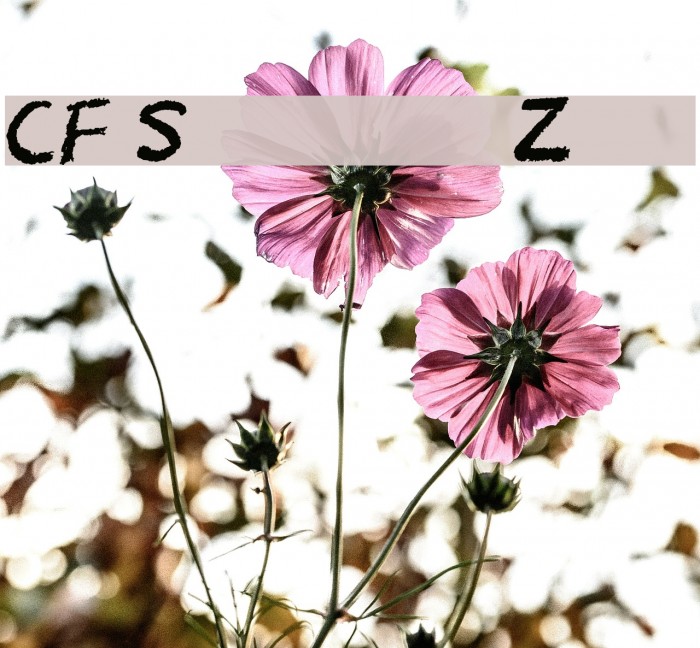 CF School Zone Font examples