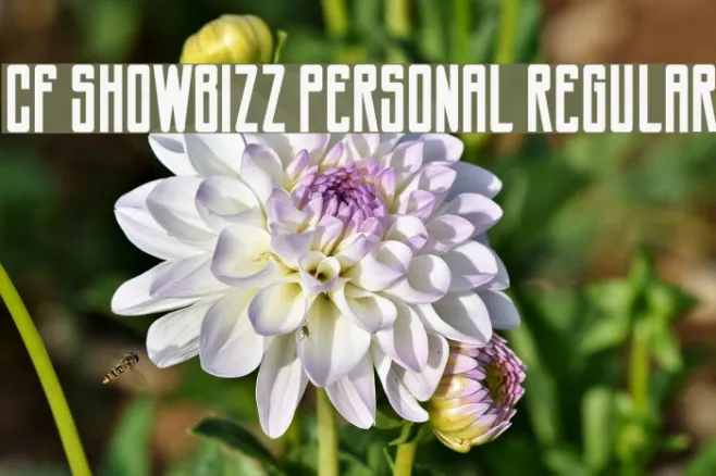 CF Showbizz PERSONAL Regular Example 2
