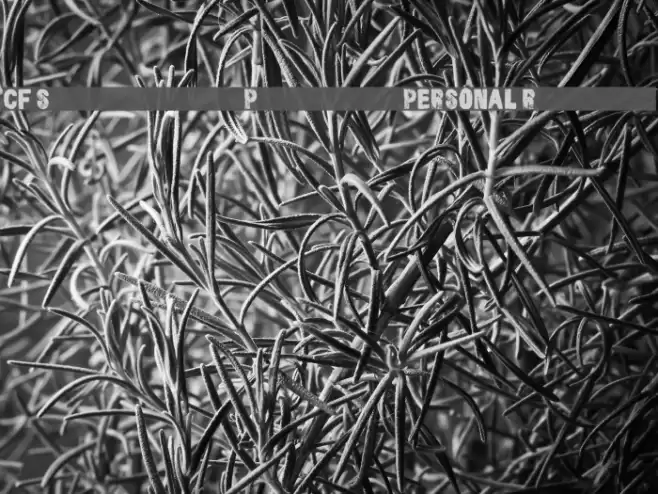 CF Snowboard Project PERSONAL Regular Font examples