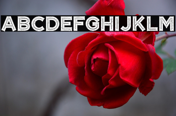 CF Tangerine Grunge Regular Example 2