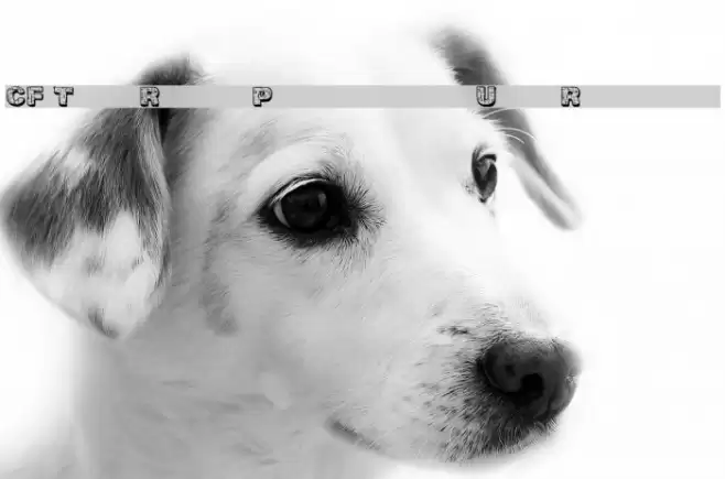 CF The Rock Personal Use Regular Font examples