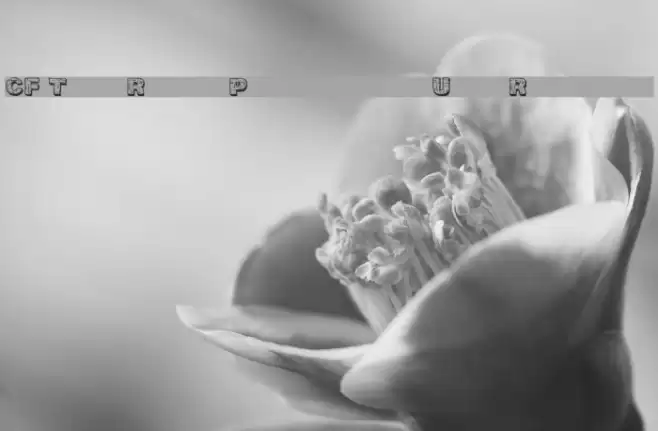 CF The Rock Personal Use Regular Font examples