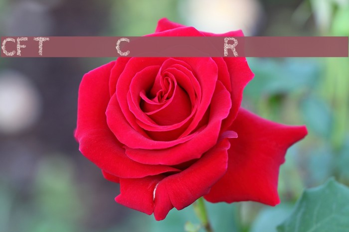 CF TypoCraft Regular Font examples