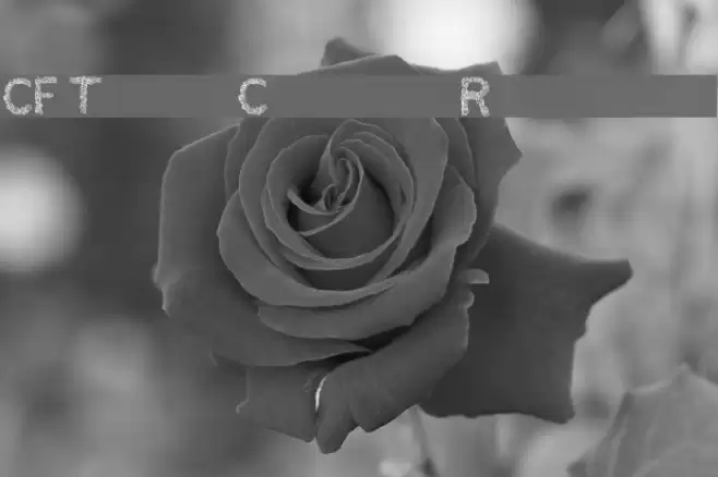 CF TypoCraft Regular Schriftart examples