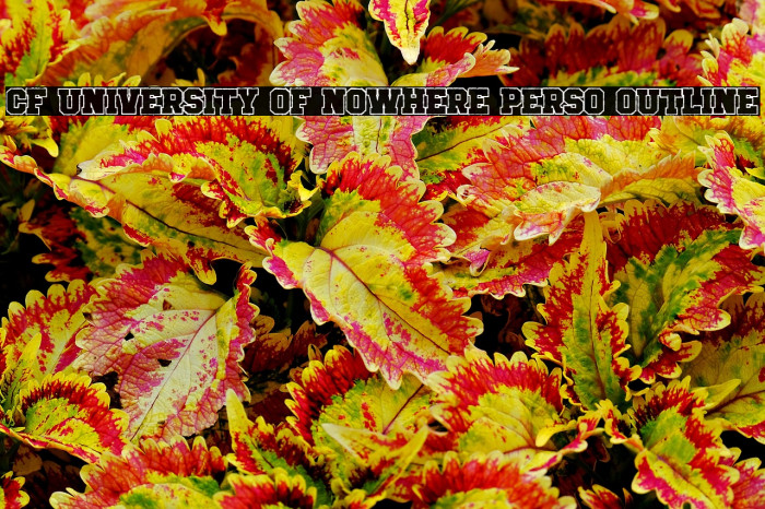 CF University of Nowhere PERSO Outline Example 2