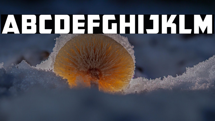 CFB1 American Patriot Normal Example 2