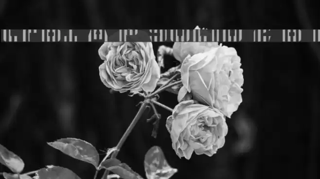 CFB1 American Patriot SOLID 2 Bold Italic Font examples