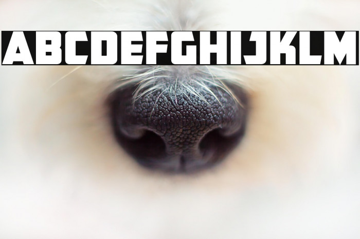 CFB1 American Patriot SOLID 2 Normal Italic Example 2