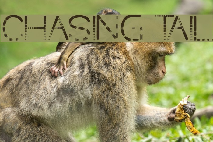 CHASING TAIL Font examples