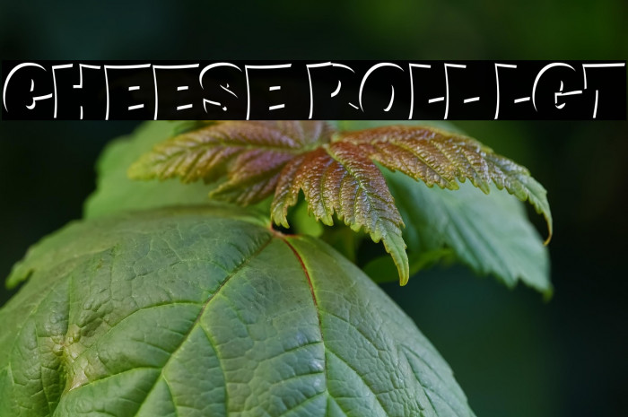 CHEESE ROLL LGT Example 2