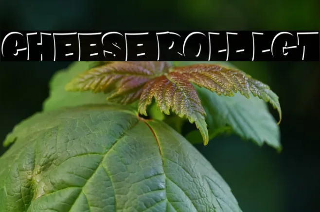CHEESE ROLL LGT Example 2