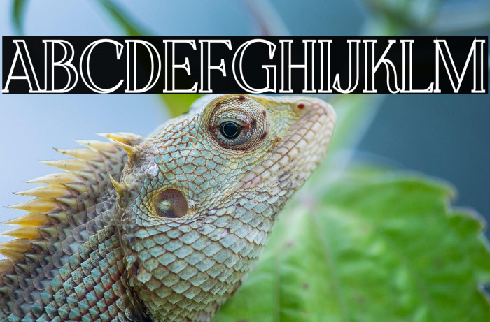 CHELON OUTLINE Example 2