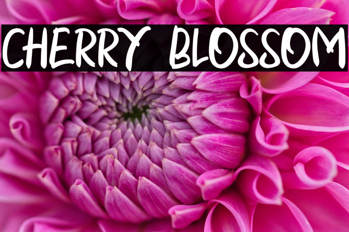 CHERRY BLOSSOM Example 1