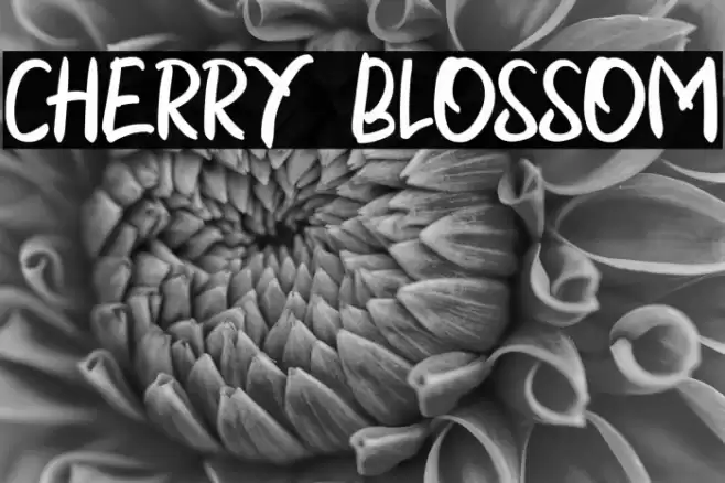 CHERRY BLOSSOM Caratteri examples