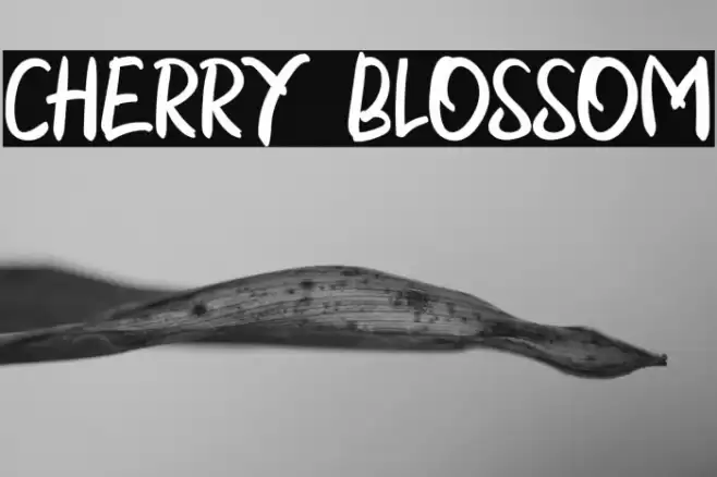 CHERRY BLOSSOM Caratteri examples