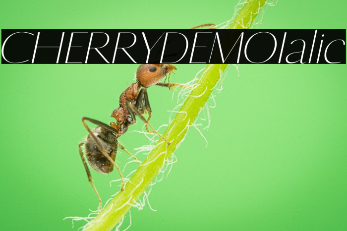 CHERRY DEMO Italic Example 3