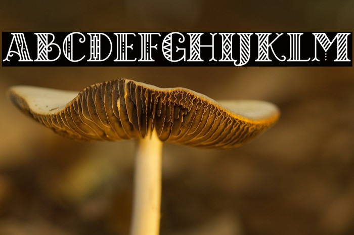 CHICAGO moonshine demo Regular Example 1