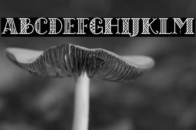 CHICAGO moonshine demo Regular Font examples