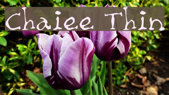 Chaiee Thin Example 3