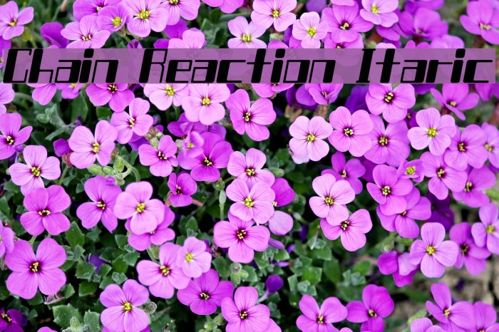 Chain Reaction Itaric Font examples