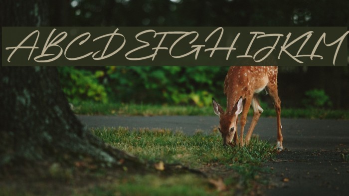 Chalifor Dalsatic VEKTOR Font examples