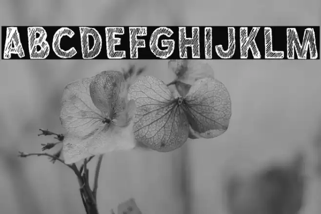 Chalkboy Regular Polices examples