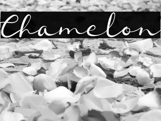 Chamelon Font examples