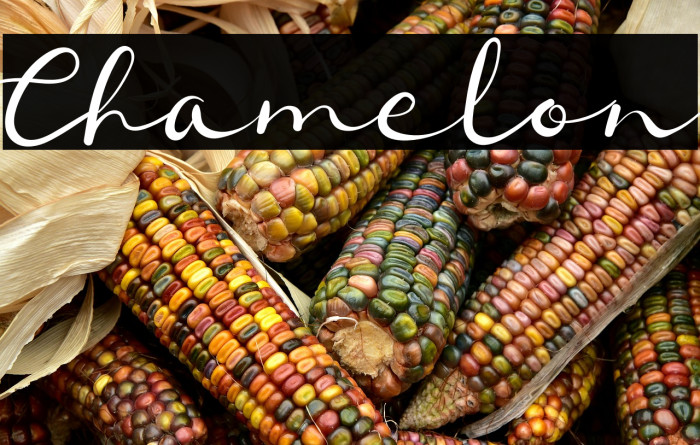 Chamelon Example 3