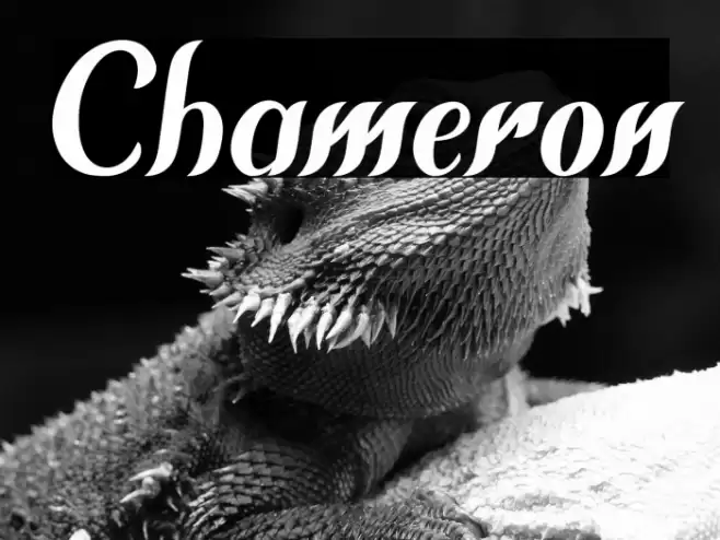 Chameron Font examples