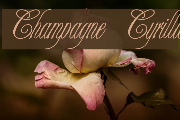 Champagne Cyrillic Font examples