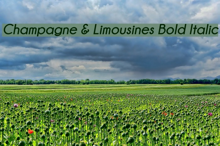 Champagne & Limousines Bold Italic Font examples