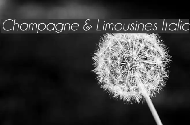 Champagne & Limousines Italic examples