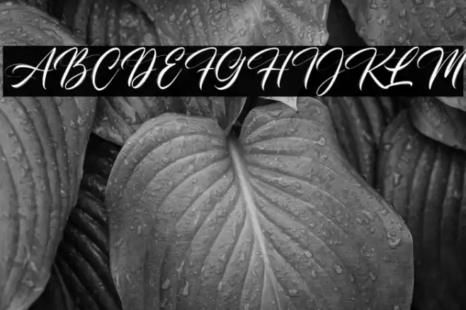 Champagne Font examples