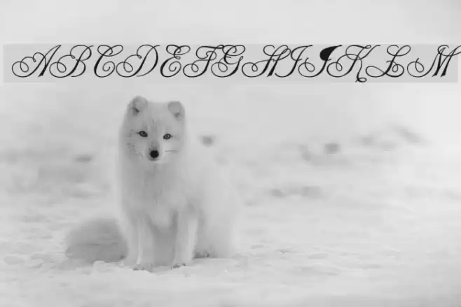 Champagne Polices examples