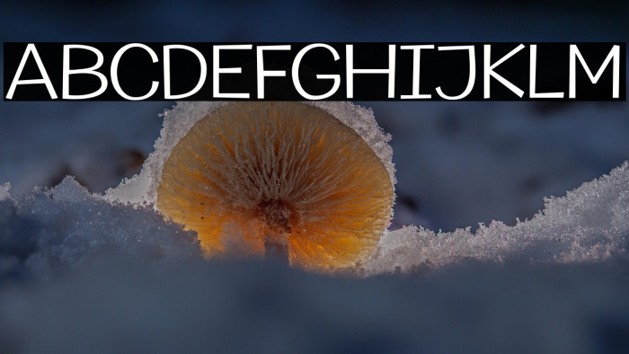 Champigna-Light Example 1